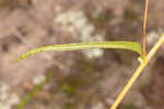 Longleaf sunflower